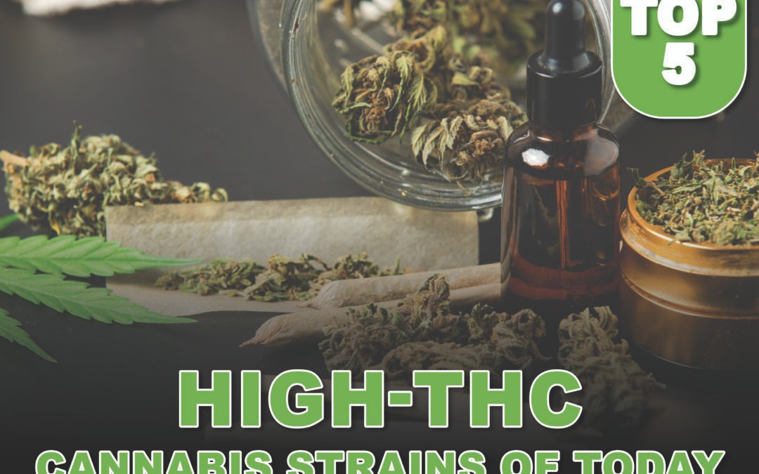 Top 5 High-THC Cannabis Strains of Today