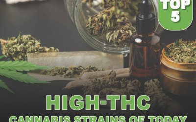 Top 5 High-THC Cannabis Strains of Today