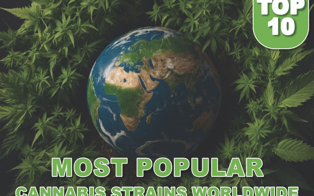 Top 10 Most Popular Cannabis Strains Worldwide