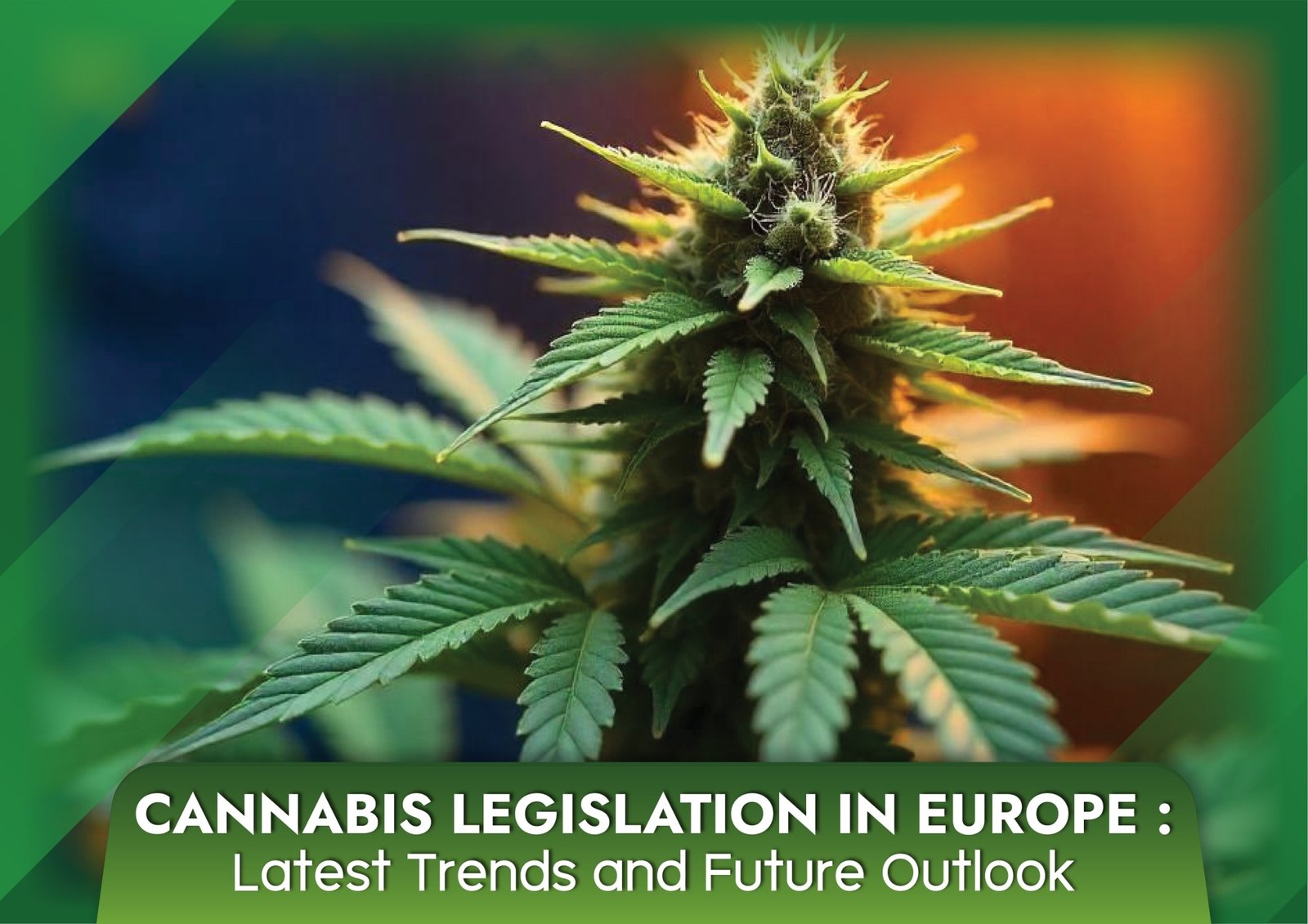 Cannabis Legislation in Europe: Latest Trends and Future Outlook