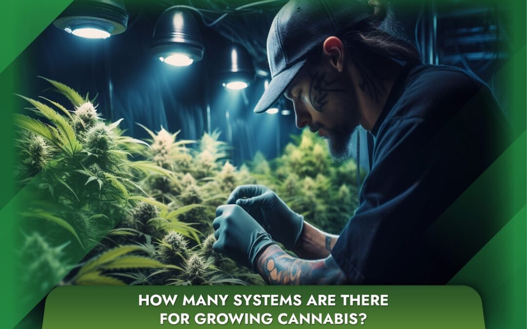 How many systems are there for growing cannabis? Each system has its advantages and disadvantages.