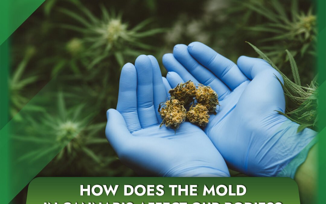 How does the mold in cannabis affect our bodies?