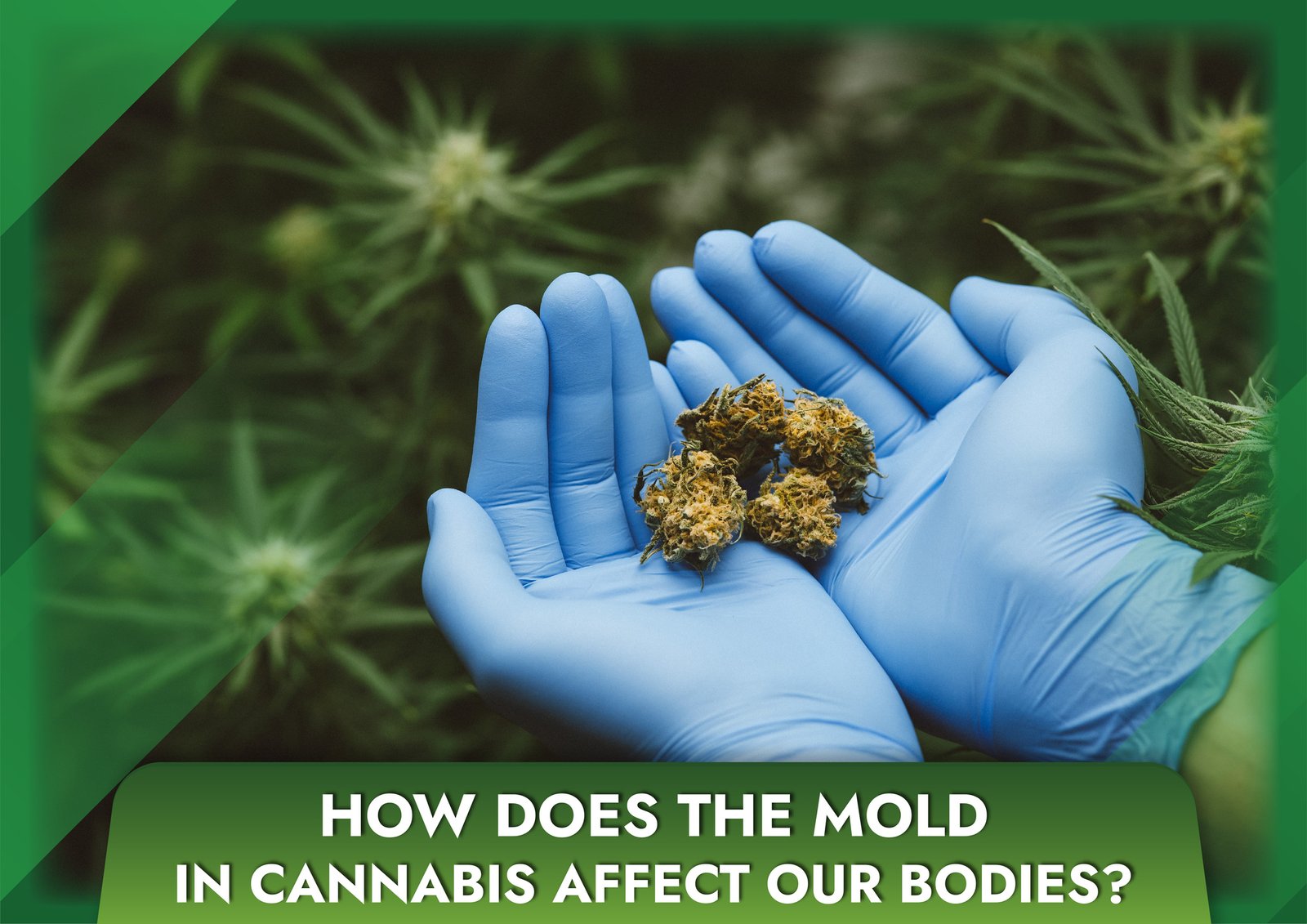 How does the mold in cannabis affect our bodies?