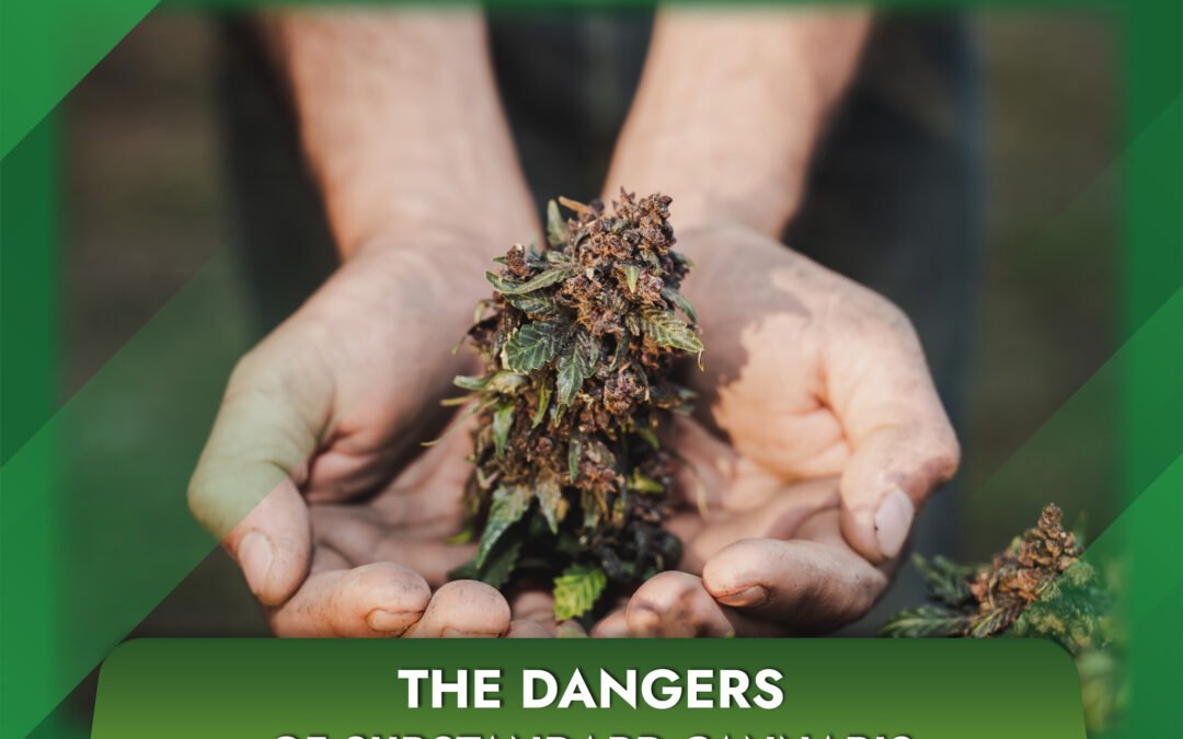 The dangers of substandard cannabis