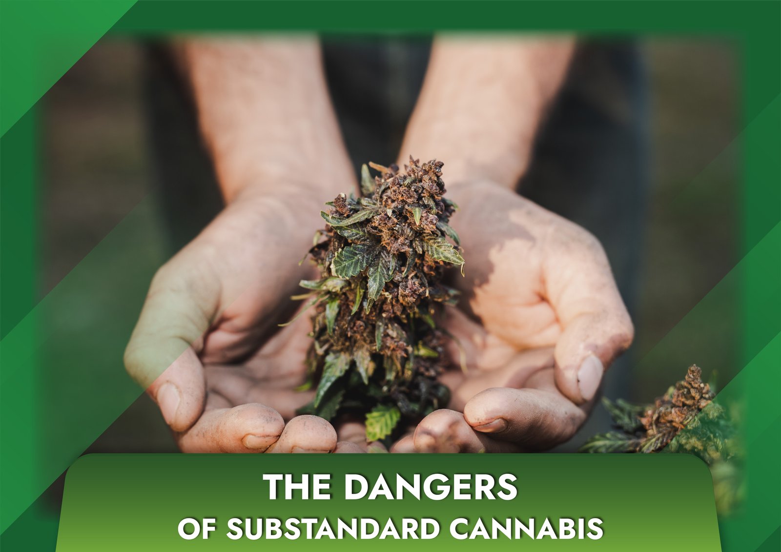 The dangers of substandard cannabis