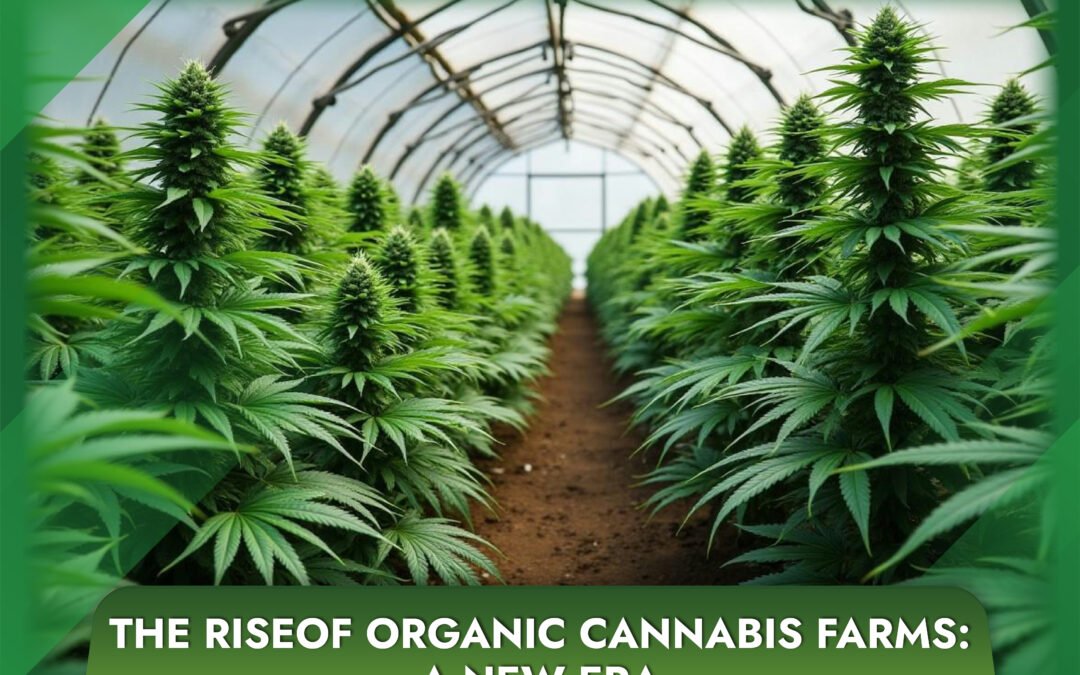 The Rise of Organic Cannabis Farms: A New Era