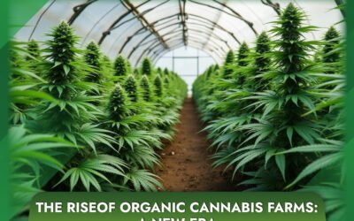The Rise of Organic Cannabis Farms: A New Era