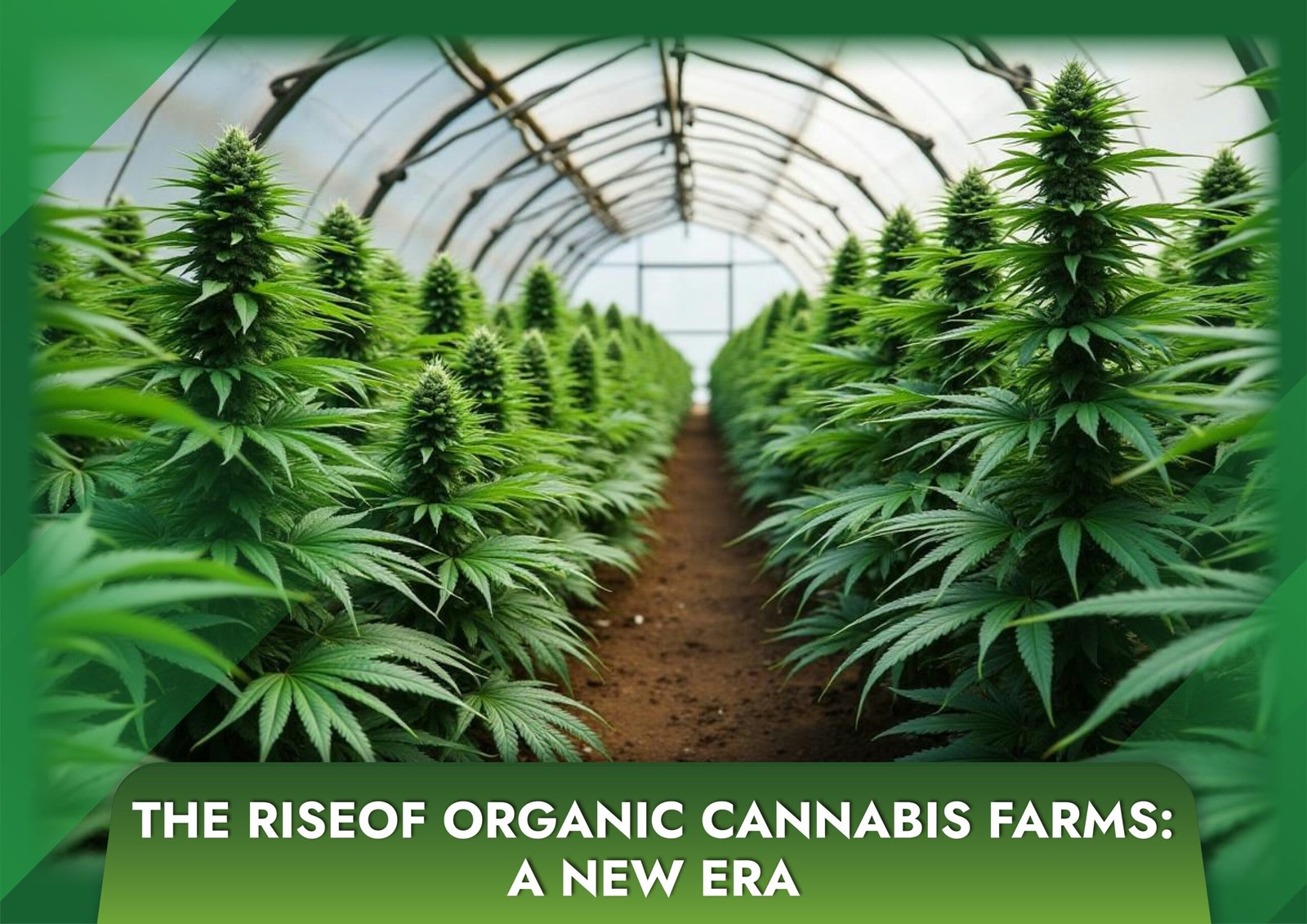 The Rise of Organic Cannabis Farms: A New Era