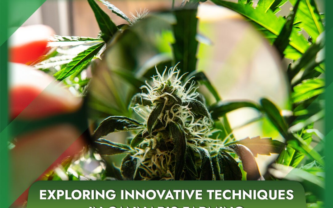 Exploring Innovative Techniques in Cannabis Farming