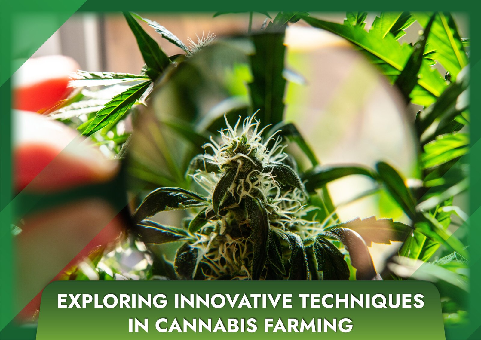 Exploring Innovative Techniques in Cannabis Farming