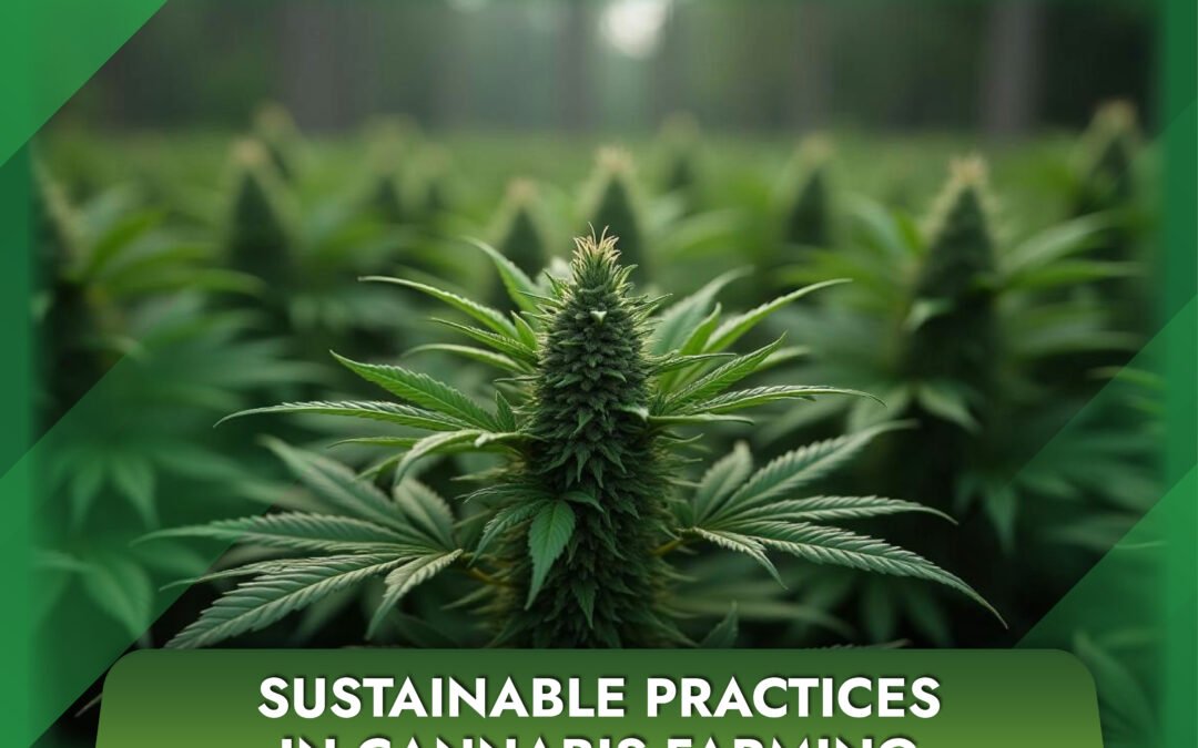 Sustainable Practices in Cannabis Farming: A Green Future for the Industry