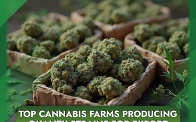 Top Cannabis Farms Producing Quality Strains for Export