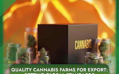 Quality Cannabis Farms for Export: Setting Global Standards