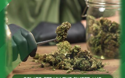 Gelato Strain The Sweet and Potent Cannabis Variety