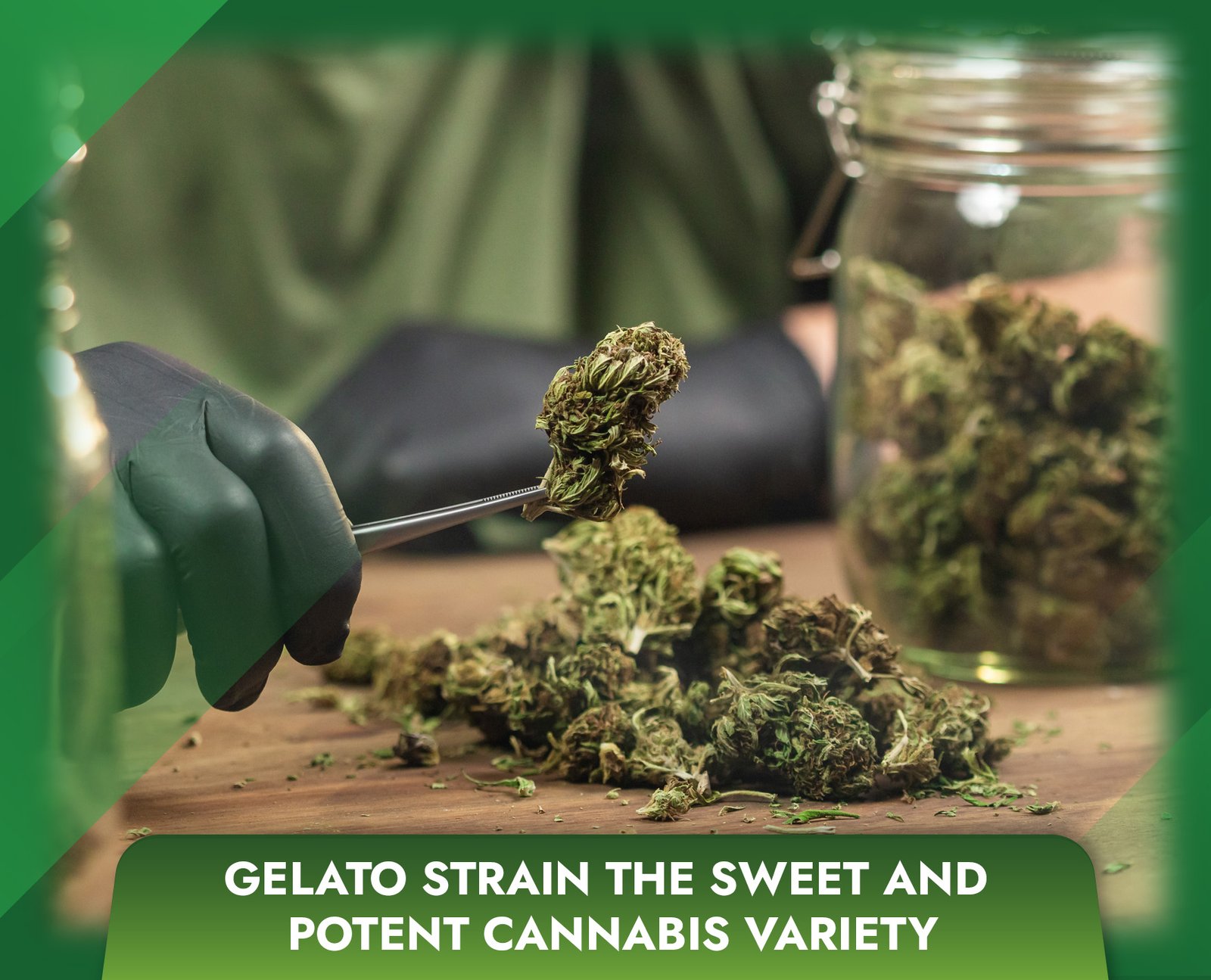 Gelato Strain The Sweet and Potent Cannabis Variety