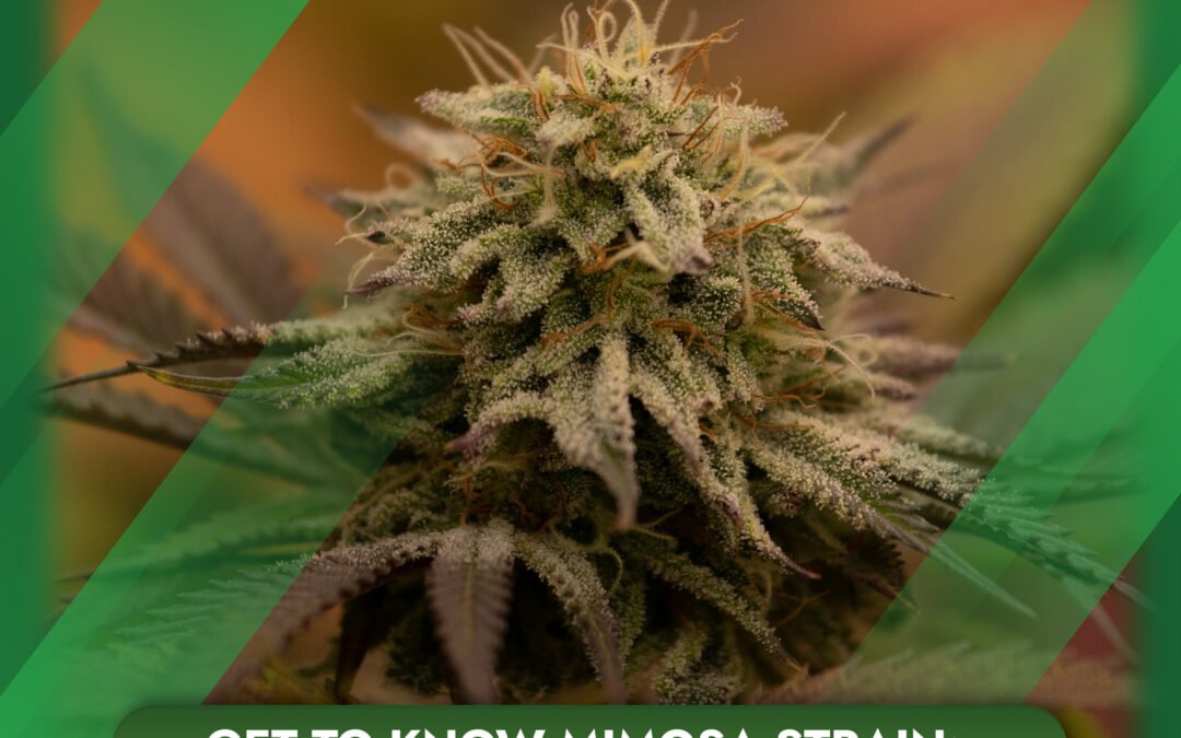 Get to Know Mimosa Strain: The Rising Star with a Citrusy Aroma