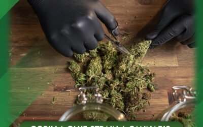 Gorilla Glue Strain A Cannabis Variety Packed with Relaxing Power