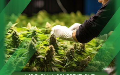 MJB Farm: A Comprehensive Cannabis Farm