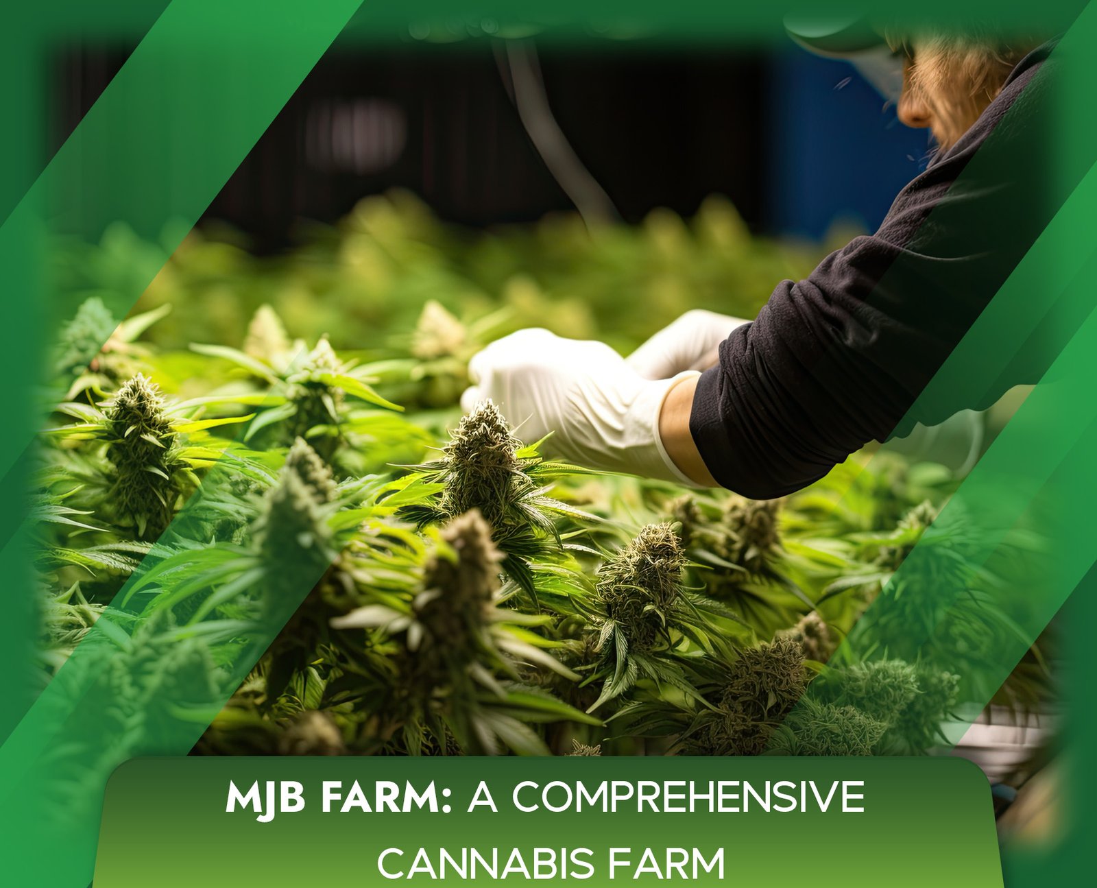 MJB Farm: A Comprehensive Cannabis Farm