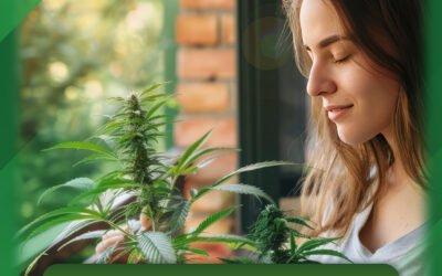 Sugar Cane Weed Strain The Sweet Cannabis Variety That Brings Relaxation