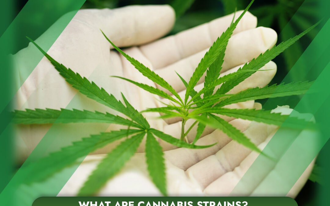 What Are Cannabis Strains? Understanding the Differences Between Varieties