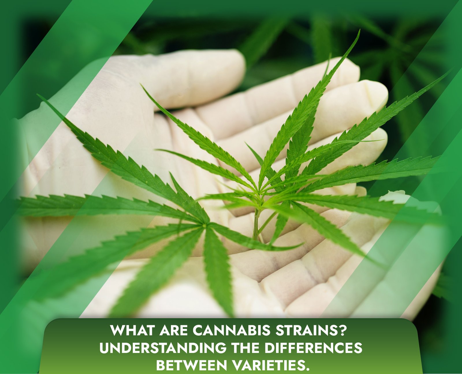 What Are Cannabis Strains? Understanding the Differences Between Varieties