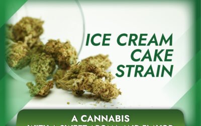Ice Cream Cake Strain A Cannabis with a Sweet Aroma and Flavor