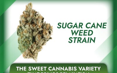 Sugar Cane Weed Strain: The Sweet Cannabis Variety That Brings Relaxation