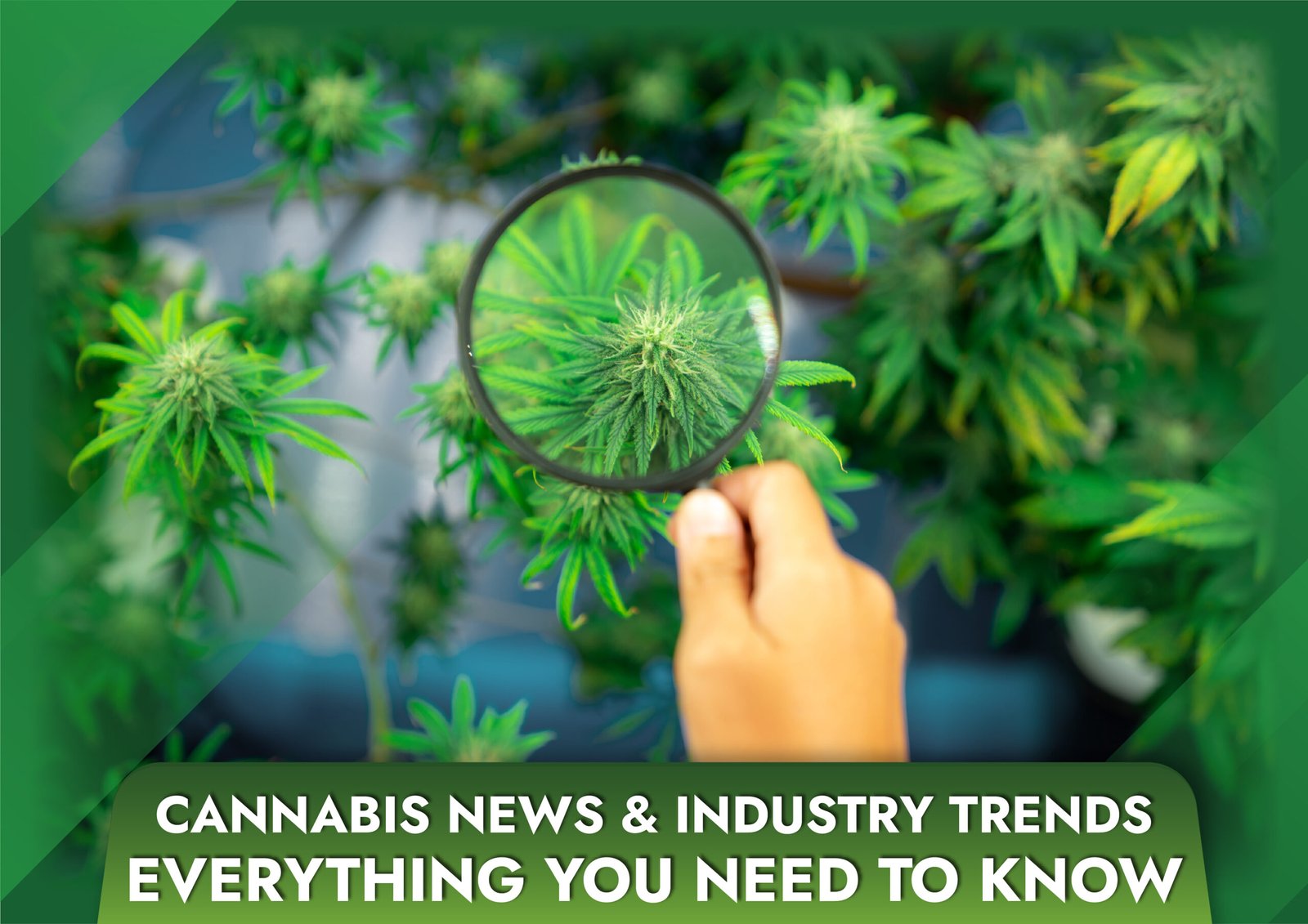 Cannabis Industry News & Trends Everything You Need to Know