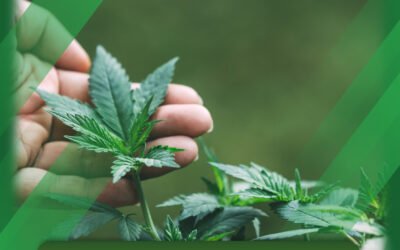 How to Start Growing Cannabis Plants Legally in Thailand