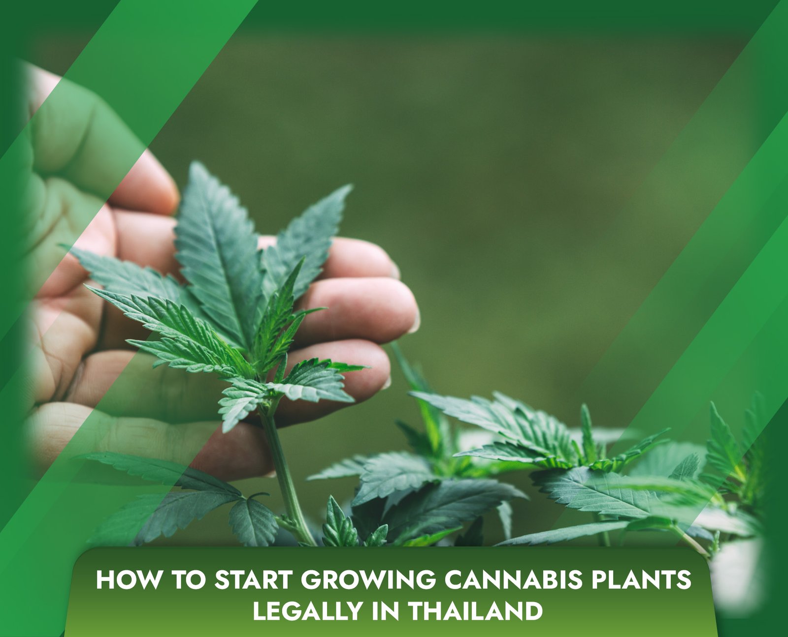 How to Start Growing Cannabis Plants Legally in Thailand