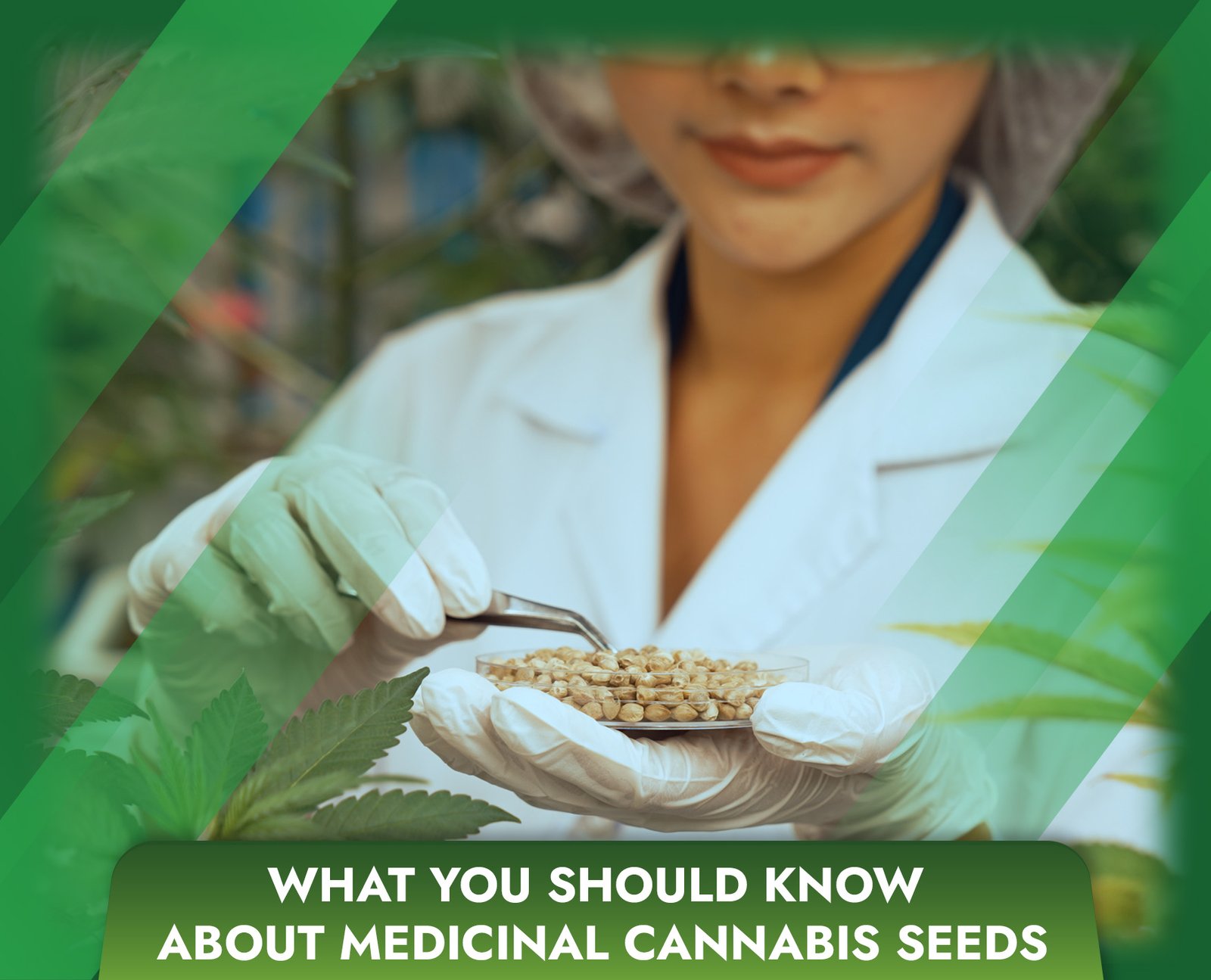 What You Should Know About Medicinal Cannabis Seeds